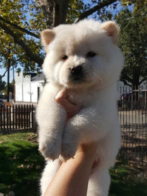 Chow chow adoption - Personality: Dignified, bright, serious-minded Energy Level: Regular Exercise Good with Children: With Supervision Good with other Dogs: 2 Shedding: Moderate Grooming: Weekly Trainability: Agreeable Height: 17-20 inches Weight: 45-70 pounds Life Expectancy: 8 …